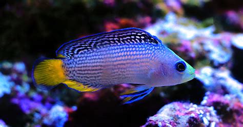 dottyback fish|Dottybacks are prized among aquarists because of their vibrant .